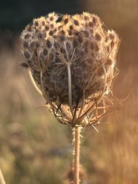 Close-up of plant