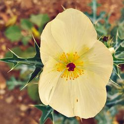 Close-up of flower blooming outdoors