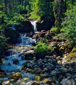 Scenic view of waterfall in forest