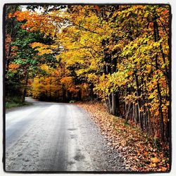 Road passing through forest