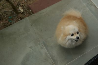 pomeranian