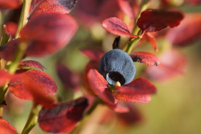 Close-up of blue berries on plant