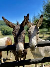 Donkey love on the mountain