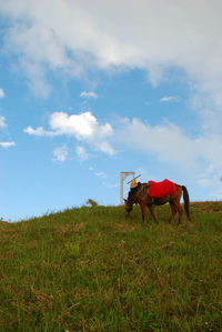 Horse on field against sky