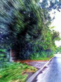 Road along trees