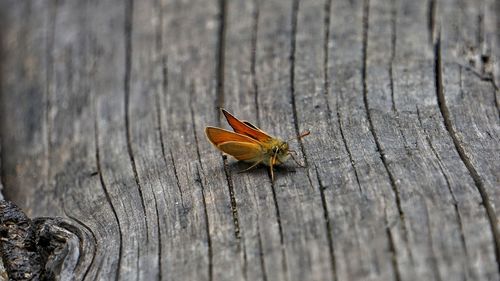 Close-up of butterfly on wood