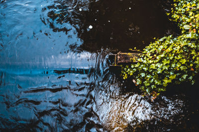 Close-up of swimming in lake