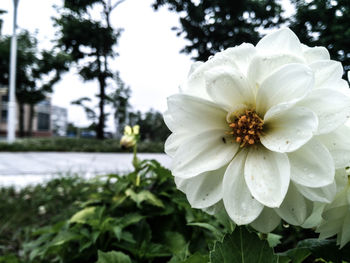 Close-up of white flowering plant