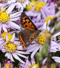 Close-up of butterfly pollinating on purple flower