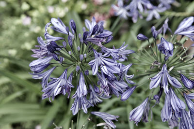 Close-up of purple flowering plant