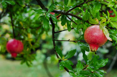 Close-up of red berries growing on tree