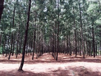 Trees in forest