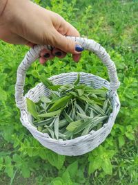 Midsection of person holding leaf