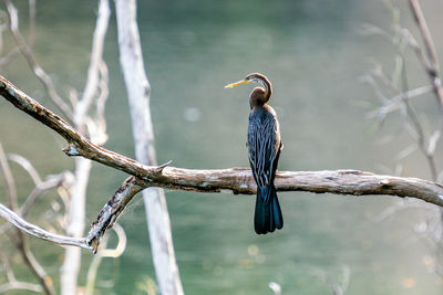 Close-up of bird perching on branch