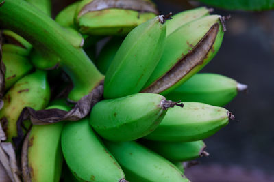 Close-up of bananas