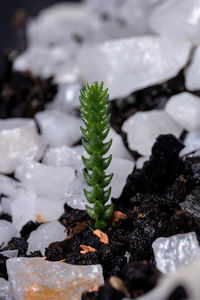 High angle view of small potted plant