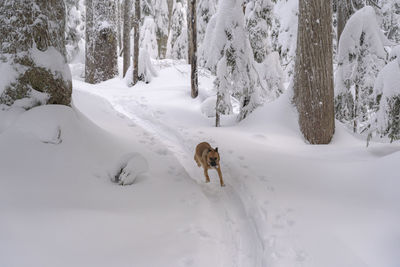 Dog on snow covered land