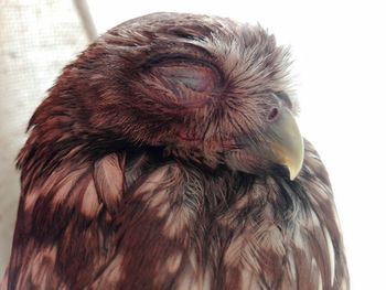 Close-up of a owl