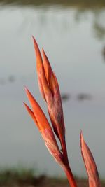 Close-up of orange leaf in lake