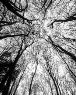 Low angle view of bare trees against the sky