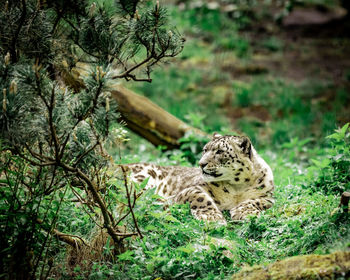 View of a cat on field