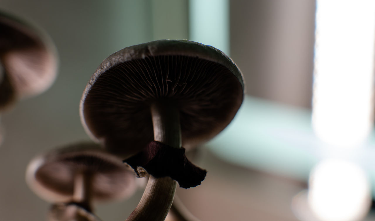 CLOSE-UP OF MUSHROOM ON PLANT