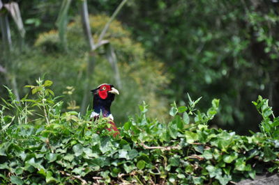 Close-up of bird perching on plant