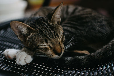 Close-up of cat sleeping in basket