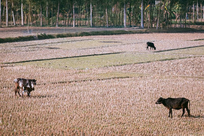 View of a horse on field
