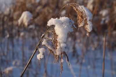 Close-up of frozen plant