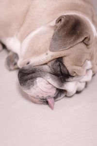 Sleeping english bulldog with tongue out