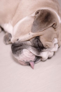 Close-up of dog sleeping