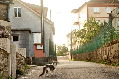 View of a dog outside house