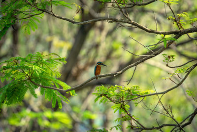 Bird perching on a tree