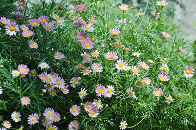 High angle view of flowers blooming in garden