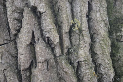 Full frame shot of tree trunk