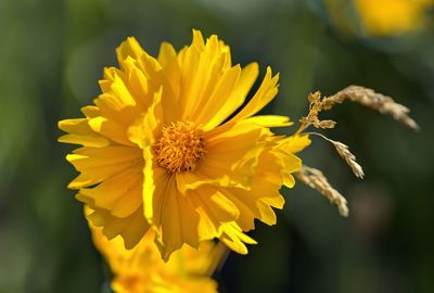 Close-up of yellow flowering plant