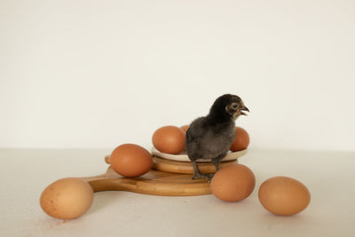 bird