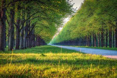 Scenic view of trees growing in forest