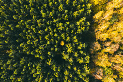 Aerial photo of a colored forest in autumn. colorful autumn colors in forest form above