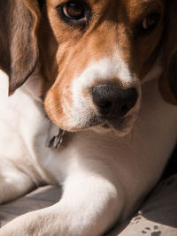 Close-up portrait of a dog