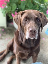 Close-up portrait of dog sitting outdoors