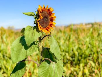 Close-up of sunflower on field against sky