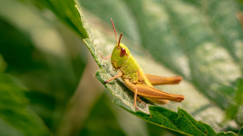 Close-up of insect on leaf