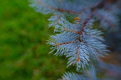 Close-up of pine tree