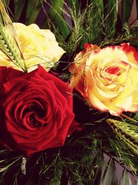 Close-up of red flowers