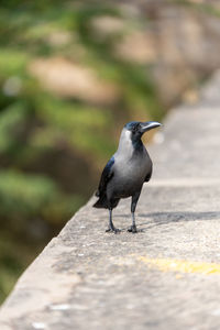 Close-up of bird perching