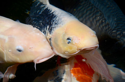 Close-up of fish swimming in aquarium