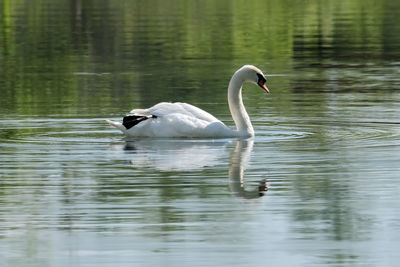 Swan swimming in lake