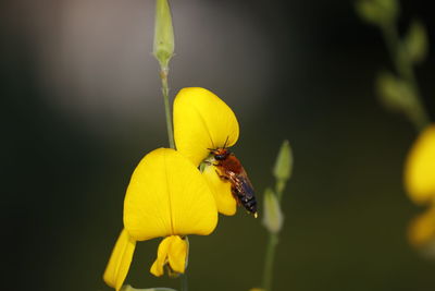 Close-up of bee pollinating on yellow flower